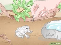 But isn't hibernation a state of unconscience? How To Care For A Gray Tree Frog Wikihow