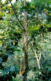 Image result for Beilschmiedia