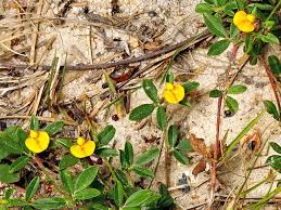 Image result for Stylosanthes