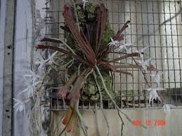 Image result for Aerangis kirkii