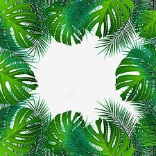 Beautiful Summer Palm Leaves Transparent Background Palm Vector Tree Png And Vector With Transparent Background For Free Download Leaf Background Palm Background Leaves Illustration
