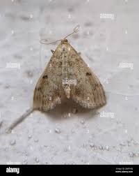 Image result for Anania perlucidalis