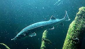 Mai mult de jumătate dintre persoanele care au primit cetățenia germană anul trecut sunt femei: Cele Mai Lungi Specii De PeÈ™ti Din Lume 2021