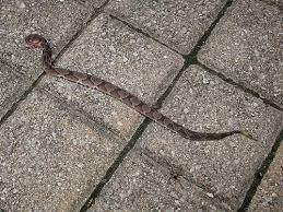 Baby Copperhead Lady Jade Funny Frogs Spider Id