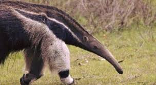 It's like the trivia that plays before the movie starts at the theater, but waaaaaaay longer. Which Mammal Is Shown In The Picture Trivia Questions Quizzclub