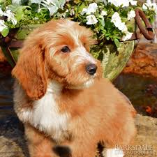 Maybe you would like to learn more about one of these? Barksdale S Red Australian Labradoodles Barksdale Labradoodles