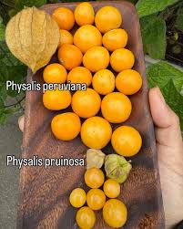 Image result for Physalis peruviana