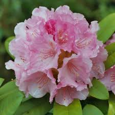 Doc Rhododendron Buy Doc Yakushimanum Rhododendrons Online Millais Nurseries