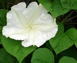 I have read numerous internet accounts of this vine. Moonflower Vine Plant Care And Planting Tips