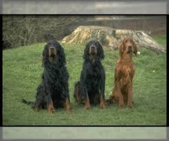 This litter has at least one dog. Gordon Setter Breed Information And Pictures On Puppyfinder Com