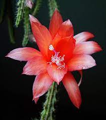 Notocactus magnificus this fantastic blooming cactus is growing in larry's front yard in orange county, california. Hd Wallpaper Flower Cacti Pink Cactus Nature Red Blooming Color Flowering Plant Wallpaper Flare