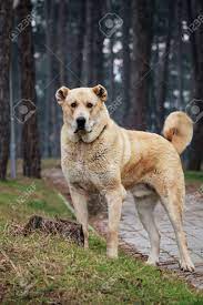 Se billeder alabai galleri alabai hund foto og samlinger af fotos. Super Gross 105 Kg Junge Alabai Hund Posiert Im Park Lizenzfreie Fotos Bilder Und Stock Fotografie Image 36309362