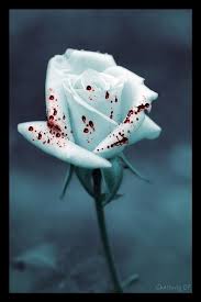 Dia bilang, mawar itu sempurna karena ada durinya, mawar itu sempurna justru karena punya duri. Mawar Berduri Pilkada Hari Ini Analisa Www Indonesiana Id