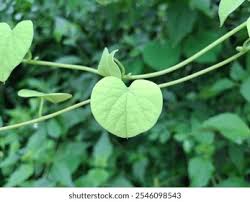 Image result for Limeum fenestratum