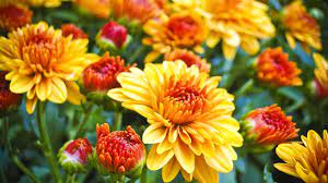 Check spelling or type a new query. How To Make Mums Last Longer Gardening Advice New England Today