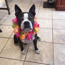john mulaney impersonates church singerthe bread of god is breadhe will bring us breadno one but the one from. Late Night With Seth Meyers On Twitter John Mulaney S Dog Petunia Wearing A Lei Is The Best Thing You Ll See All Day Https T Co Lsccjau2o7 Lnsm Https T Co Hxscq0a6wd