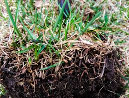 Take a garden trowel or spade and dig up a small wedge lawn aeration and dethatching are two different processes, but they can work together to help your lawn. Do You Know When To Dethatch Your Lawn Neave Group