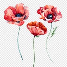 98,000+ vectors, stock photos & psd files. Poppy Flowers Watercolor Poppies Orange And Red Flowers Watercolor Painting Watercolor Leaves Png Pngegg