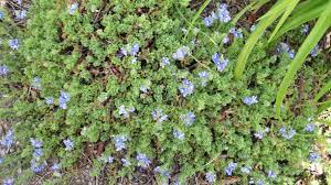 And while deer might not like the creeping thyme's pink flowers, it does. Purple Low Growing Ground Cover 145448 Ask Extension