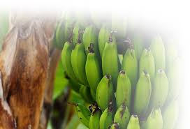 Fuciphagus agritech sdn bhd, prai, pulau pinang, malaysia. Malaysia Premium Quality Fertiliser Agriculture Products Agrobridge
