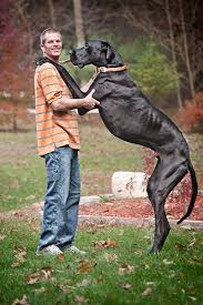 Maybe you would like to learn more about one of these? A History Of The Biggest And Smallest Dog Breeds From Giant Great Danes To Tiny Chihuahuas Guinness World Records