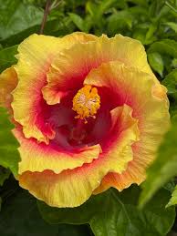 Image result for Hibiscus barbosae
