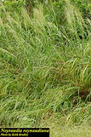 Image result for Neyraudia arundinacea