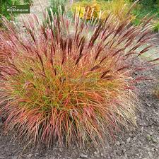 Miscanthus Sinensis Red Chief Pflanzen Bepflanzung Ziergras