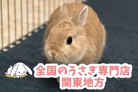 関東地方のうさぎ専門店 ペットショップ うさぎの鼻