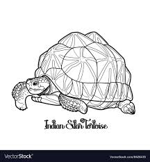 Indian Star Tortoise Vector Image On Vectorstock Tortoise Drawing Indian Star Tortoise Indian Star