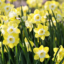 Narcissus Southern Cal Winter Flowering Daffodil Easy To Grow Bulbs Daffodils Narcissus