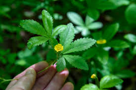It can be found in swamps, wet meadows, marshes, coastal prairies. Cinquefoils And False Strawberry Elizabeth S Wildflower Blog