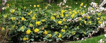 An excellent ground cover or foundation plant. Pin On Sunset Zone 3 Garden