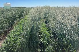 Image result for Cicer