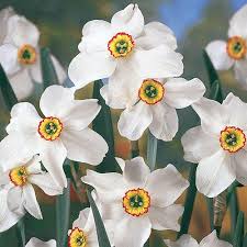 Daffodil Bulbs Recurvus 5 Bulbs Deer Resistant Etsy In 2020 Daffodil Bulbs Spring Flowering Bulbs Daffodils