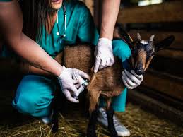 We are dedicated to providing the highest level of veterinary medicine along with friendly, compassionate service. Atlantic Veterinary Hospital Jacksonville Fl Large Animals