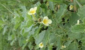 Image result for Pedalium murex