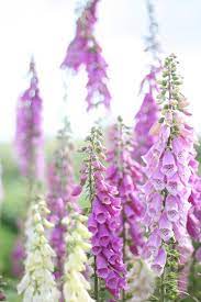 Data Blog Pagetitle Flower Farm Beautiful Flowers Pretty Flowers