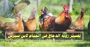 تفسير حلم الدجاج في المنام للعزباء والمتزوجة والحامل والرجل لابن سيرين والنابلسي