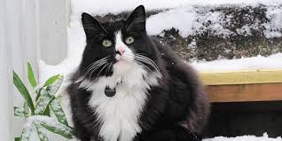 Keep your eyes open for these free holiday gifts in late december, and check back regularly so you don't miss them! Youtube Film Star Henri Le Chat Noir Has Died Daily Paws
