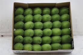 Image result for Cucumis hirsutus