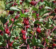 Edible hibiscus flowers for sale. Roselle Hibiscus Sabdariffa Seeds