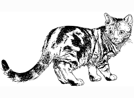 Elegant cat with large tail. Coloring Realistic Cat Coloring Pages Cat Color Pages Printable Coloring Home