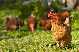 Sich hühner zu halten, geht nur auf einem bauernhof? Huhner Halten Antworten Auf Die 10 Wichtigsten Fragen Zooplus