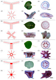 Image result for Musanga leo-errerae