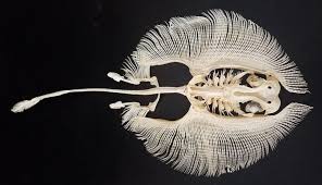 A Stingray S Skeleton Animal Skeletons Under The Sea Drawings Skeleton Art