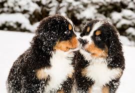 Breeders of bernese mountain dogs for over 20 years. Bernese Mountain Dog Puppies Care Training And More Pawzy