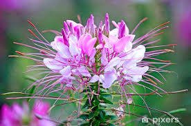 Image result for Cleome spinosa