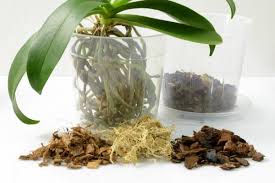 Si el suelo en el que se plantan las suculentas no tiene estas características, las raíces podrían pudrirse, lo que a veces resulta en la muerte de la planta. Sustrato Para Orquideas Como Hacerlo Y Usarlo Guia Practica