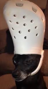 We did not find results for: 33 Dogs With Crocs On Their Heads Ideas Funny Animals Animal Memes Cute Animals